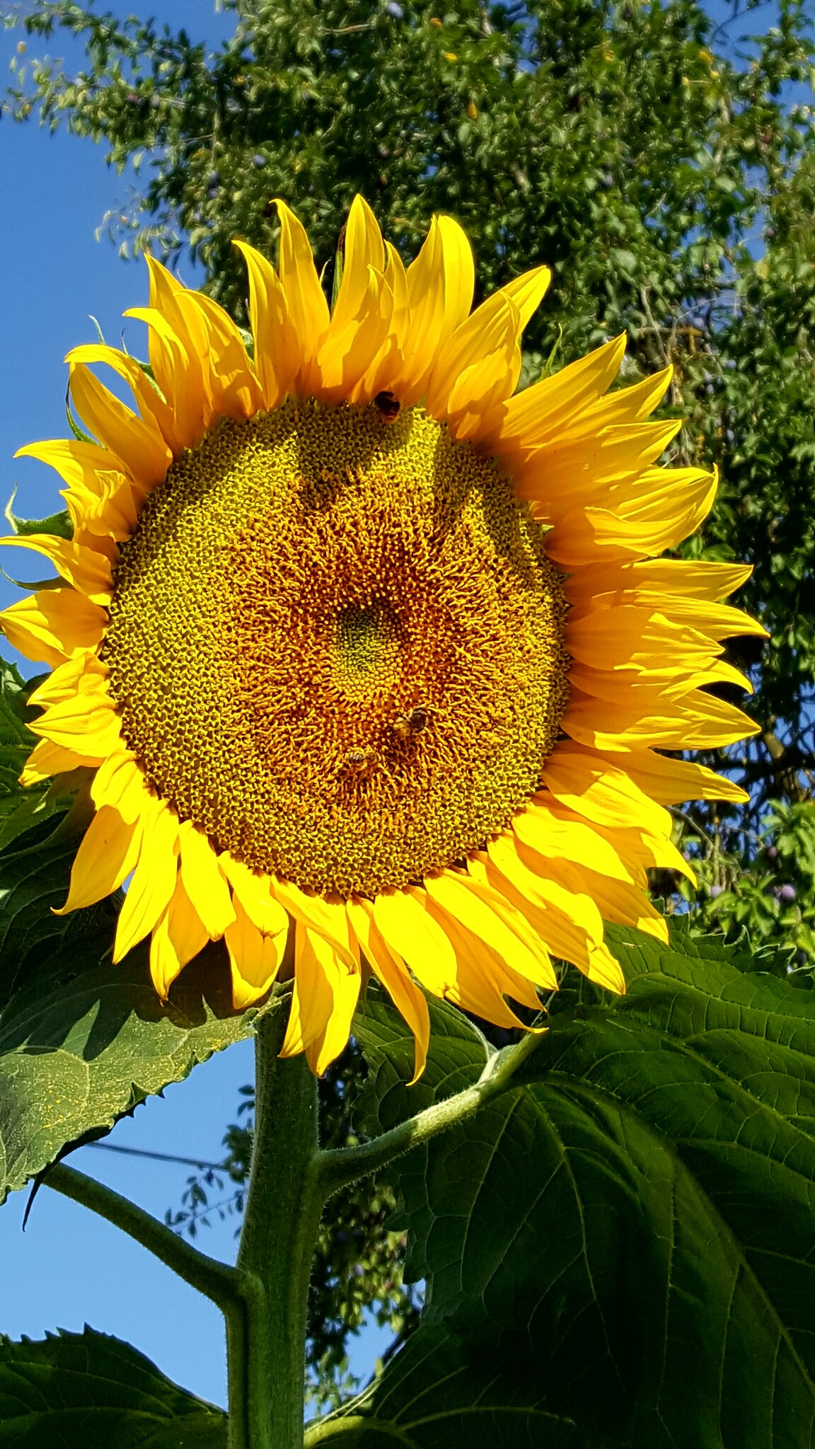 Natur im Garten